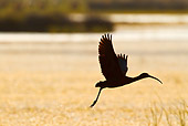 BRD 29 KH0005 01
Silhouette Of Glossy Ibis Taking Off From Water Greece