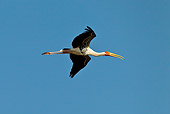 BRD 29 KH0006 01
Painted Stork Flying Through Gujarat, India