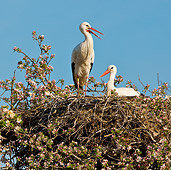 BRD 29 KH0007 01
Two White Storks In Nest On Top Of Apple Blossom Tree Alsace, France