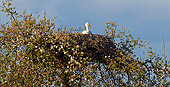 BRD 29 KH0008 01
White Stork Brooding In Nest On Top Of Apple Blossom Tree Alsace, France