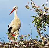 BRD 29 KH0009 01
Two White Storks In Nest On Top Of Apple Blossom Tree Alsace, France