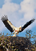 BRD 29 KH0010 01
White Stork Bringing Supplies To Nest On Top Of Apple Blossom Tree Alsace, France