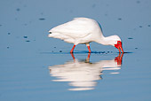BRD 29 LS0007 01
White Ibis Looking For Crabs In Low Tide