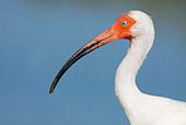 BRD 29 LS0008 01
Head Shot Of White Ibis Hunting On Tidal Flat