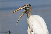BRD 29 LS0009 01
Portrait Of Wood Stork At Lake Morton, Lakeland, Florida