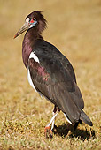 BRD 29 MC0001 01
Abdim's Stork Standing In Grassland Tanzania