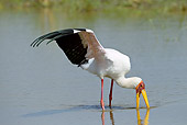 BRD 29 MC0002 01
Yellow-Billed Stork Feeding In River Tanzania