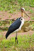 BRD 29 MC0003 01
Lesser Adjutant Standing On Grass Bandhavgarh National Park In Madhya Pradesh, India