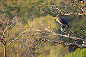 BRD 29 MC0004 01
Lesser Adjutant Standing On Branch Bandhavgarh National Park In Madhya Pradesh, India