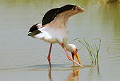 BRD 29 MC0005 01
Yellow-Billed Stork Feeding In River Serengeti National Park, Tanzania