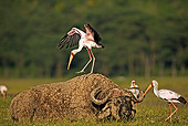 BRD 29 MH0001 01
Yellow-Billed Stork Standing On Sleeping Buffalo