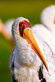 BRD 29 MH0002 01
Close Up Of Yellow-Billed Stork