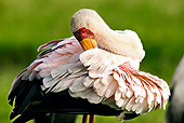 BRD 29 MH0003 01
Close Up Of Yellow-Billed Stork Preening