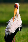 BRD 29 MH0004 01
Close Up Of Yellow-Billed Stork Preening
