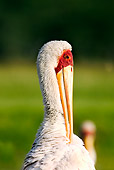 BRD 29 MH0005 01
Close Up Of Yellow-Billed Stork Preening