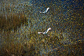 BRD 29 MH0006 01
Two Saddle-Billed Storks Flying Over Marsh