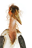 BRD 29 MH0007 01
Close Up Of Marabou Stork In Studio