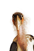 BRD 29 MH0008 01
Close Up Of Marabou Stork In Studio