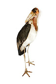 BRD 29 MH0009 01
Marabou Stork Standing In Studio