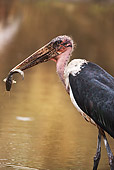 BRD 29 MH0011 01
Portrait Of Marabou Stork Feeding On Fish In Shallow Water Kenya