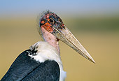 BRD 29 MH0012 01
Portrait Of Marabou Stork