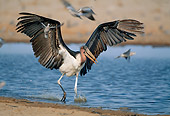 BRD 29 MH0013 01
Marabou Stork Taking Off From Water Namibia