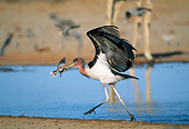 BRD 29 MH0014 01
Marabou Stork Catching Small Bird By Water Namibia