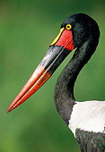 BRD 29 MH0015 01
Portrait Of Saddle-Billed Stork Sub-Saharan Africa