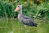 BRD 29 MH0016 01
Shoebill Stork Standing In Shallow Water Central Africa