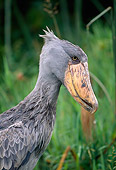 BRD 29 MH0017 01
Head Shot Of Shoebill Stork Central Africa