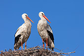 BRD 29 WF0001 01
Two European White Stork Standing On Nest Against Blue Sky