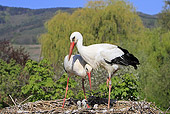 BRD 29 WF0002 01
European White Stork Parents With Chicks On Nest