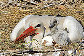 BRD 29 WF0003 01
European White Stork Mother With Chick And Egg On Nest