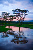 BRD 29 JZ0001 01
Marabou Storks Roosting In Tree For The Night Kenya