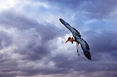 BRD 29 JZ0002 01
Marabou Stork Landing Cloudy Sky Kenya