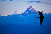 BRD 29 JZ0003 01
Silhouette Of Marabou Stork Flying By Mt. Kenya Clouds Kenya