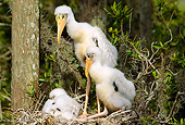 BRD 29 LS0001 01
Three Wood Stork Chicks Sitting In Nest Florida