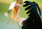 BRD 29 LS0002 01
Close Up Profile Of Painted Stork Spreading Wings And Vocalizing