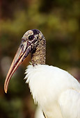 BRD 29 LS0003 01
Profile Close Up Of Wood Stork Florida