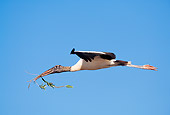 BRD 29 LS0004 01
Profile Of Wood Stork Flying Blue Sky Florida