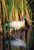 BRD 29 LS0005 01
Wood Stork Hunting In Marsh Grass Everglades National Park Florida