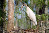 BRD 29 LS0006 01
Wood Stork Standing On Nest In Tree