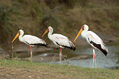 BRD 29 NE0001 01
Three Yellow-Billed Storks Standing On Savanna By Watering Hole Kenya