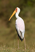 BRD 29 NE0002 01
Yellow-Billed Storks Standing On Savanna Kenya