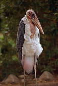 BRD 29 RK0001 05
Marabou Stork Standing