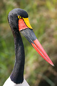 BRD 29 RW0001 01
Head Shot Of Saddle-billed Stork Kenya
