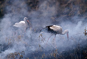 BRD 29 TL0001 01
White Storks Hunting Along Edge Of Fire