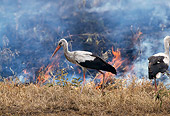 BRD 29 TL0002 01
White Storks Hunting Along Edge Of Fire