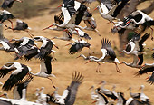 BRD 29 TL0003 01
Flock Of White Storks Flying Over Dry Grassland