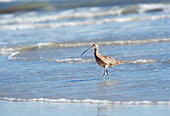 BRD 30 BA0001 01
Long-Billed Curlew Walking On Shore